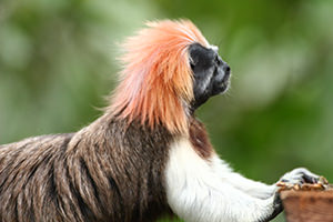 Cotton-top Tamarin with Died Hair
